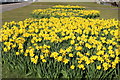 Daffodils, Troon