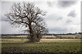TQ3097 : Oak Tree in Field from Williams Wood, Trent Park by Christine Matthews