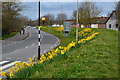 Daffodil-covered roadside bank in Exmouth