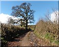 Track to West Bowley