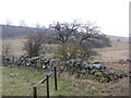 Trackside wall and hawthorn