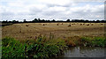 Arable farmland west of Ansty in Warwickshire