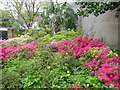 Azaleas in bloom at Parsonage Gardens