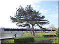 Windblown pine tree, Marine Parade, Southport