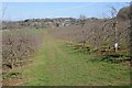 Footpath through an apple orchard