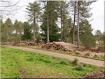 SY9291 : Timber stacks, Gore Heath by Robin Webster