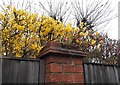 Forsythia and Flowering Currant on Uxbridge Road, Rickmansworth