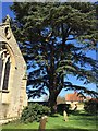 Yew tree in the churchyard
