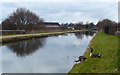 Canada geese on the Spouthouse Lane Aqueduct