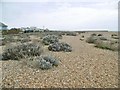 Shoreham Beach