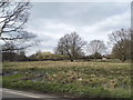 Field by Upland Road, Thornwood Common