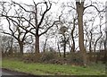 Trees by Bury Lane, Epping