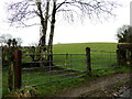 Tree and gates, Tamlaght