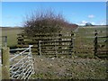NY1535 : Fenced hedgerow, north of Blindcrake by Christine Johnstone