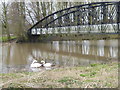 Swans building a nest on the Trent Washlands