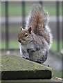 SK2522 : Grey squirrel on a tomb by Neil Theasby