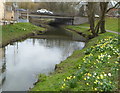 Daffodils beside the River Sow