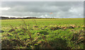 SX1169 : Bodmin Airfield by Derek Harper