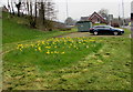 SO2800 : Rectangle of daffodils alongside Rockhill Road, Pontypool by Jaggery