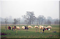 Sheep at Clinks Farm