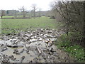 Wet and muddy field near to Nanscot Wood