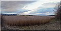 NH7349 : Reed Bed by Castle Stuart by valenta