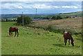 Horses next to Bingley Road