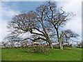 Venerable Beech tree on South Hill