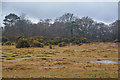 New Forest : Heathland