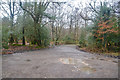 New Forest : Little Wootton Inclosure