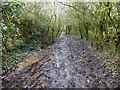 SD4625 : Path between hall Lane and Marsh Farm, Longton by Gary Rogers
