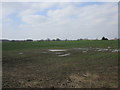 Waterlogged field of oilseed rape