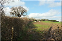 SX8166 : Field near Broadhempston by Derek Harper