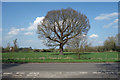 Tree at Duell Farm