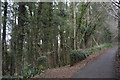 SX8059 : Woodland by National Network Cycle Route 28 by N Chadwick