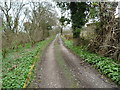 Track in Carsluith Wood