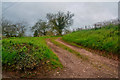 Thorverton : Farm Track