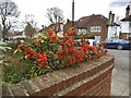 Japanese quince on Vallance Road