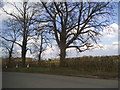 Trees by Potter Row, South Heath