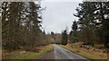 Single track road through the forest