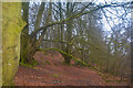 ST1517 : Taunton Deane : Woodland by Lewis Clarke