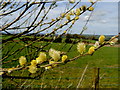 Catkins, Meaghy