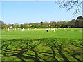 Cricket in Jubilee Park