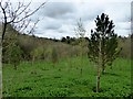 Marklands Reservoir Memorial Forest