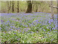 April 2018 Bluebells