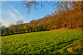 East Devon : Grassy Field