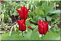SH5573 : Three red tulips by Richard Hoare