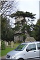 Church of St Mary and tall tree