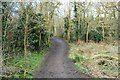 Woodland footpath