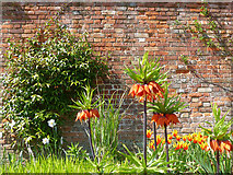 ST2885 : Border flowers, Tredegar House gardens, Newport by Robin Drayton